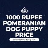Unveiling the Truth: 1000 Rupee Pomeranian Dog Puppy Price