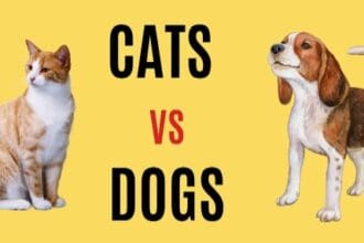 10 Best Pet Buy Service In Worldwide