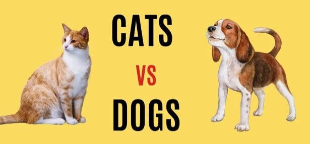 10 Best Pet Buy Service In Worldwide