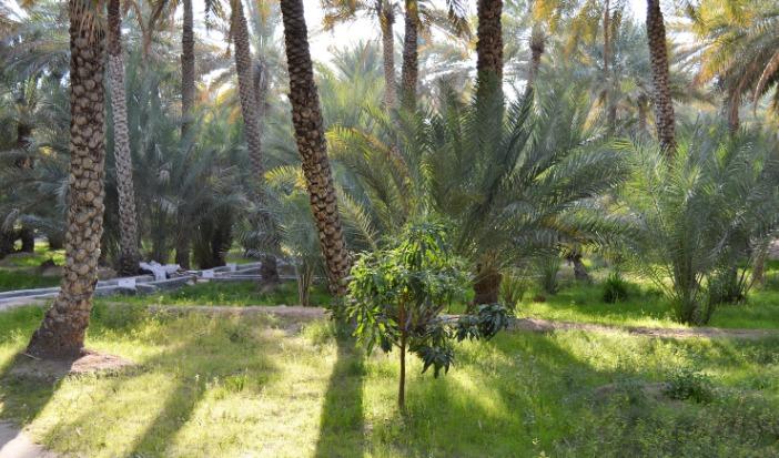 13. Al Ain Oasis