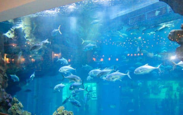 14. Dubai Aquarium and Underwater Zoo