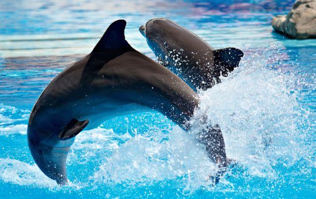 21. Dubai Dolphinarium