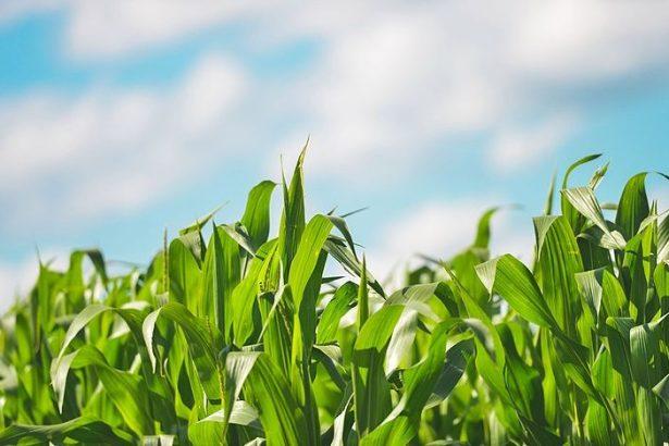 10 Best Agriculture Stocks for 2024 