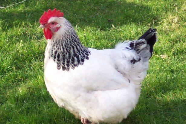 10 Best Egg Laying Chickens