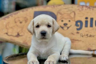 20 Best Service Dog Breeds