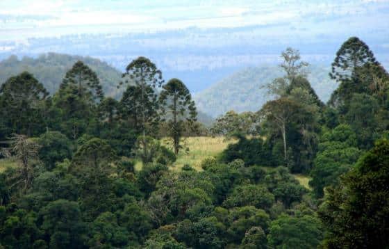 45. Bunya Mountains National Park (Best Places To Visit In Queensland)