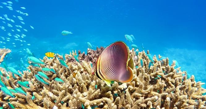 1. Great Barrier Reef (Best Places To Visit In Queensland)