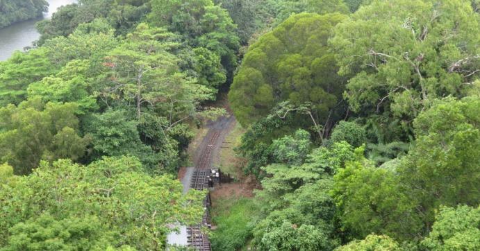 4. Daintree Rainforest