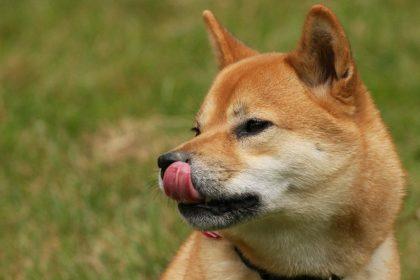 10 Best Shiba Inu Casinos (SHIB): Our Top Picks Ranked