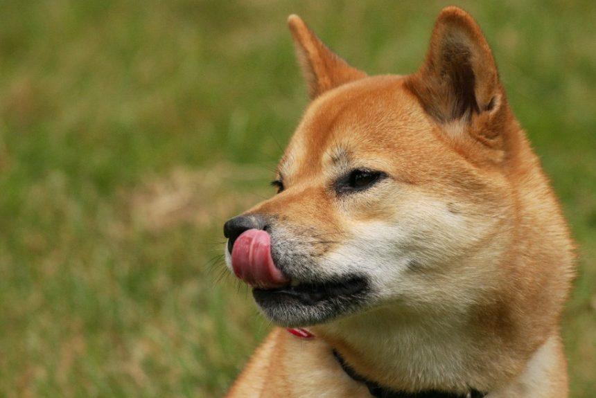 10 Best Shiba Inu Casinos (SHIB): Our Top Picks Ranked