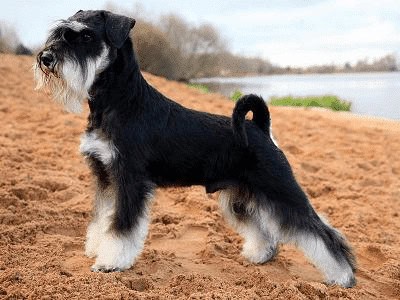Miniature Schnauzer (Best Service Dog Breeds)