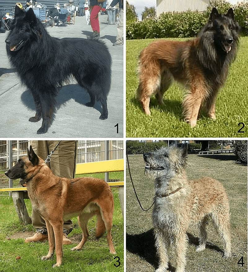  Belgian Malinois