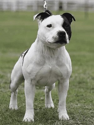Staffordshire Bull Terrier (Top Service Dog Breeds)