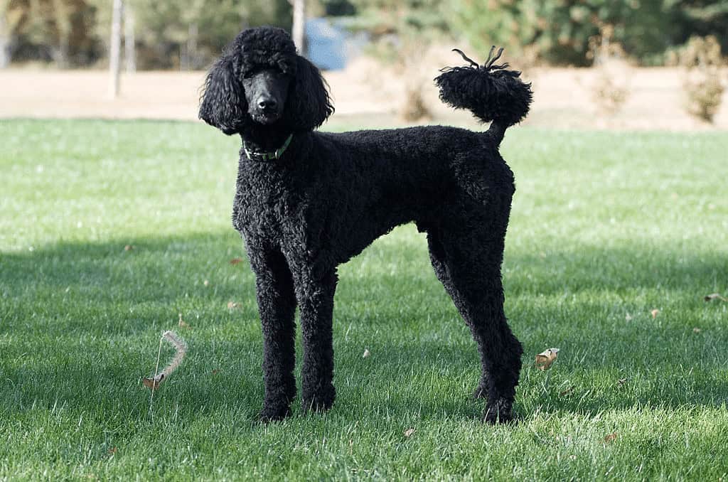 Poodle (Standard, Miniature, or Toy)