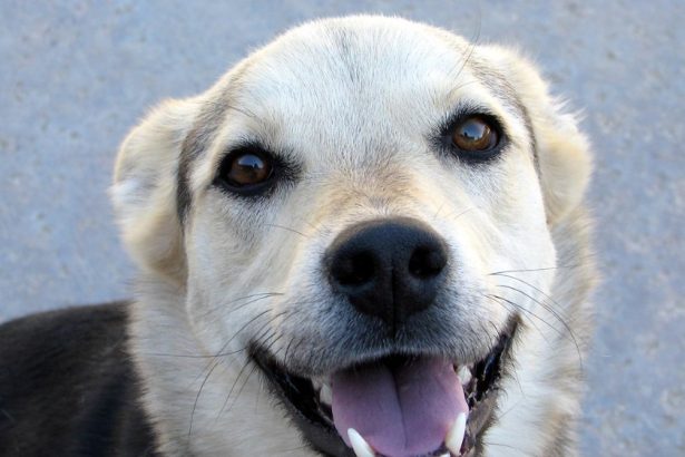 How To Make A Dog Laugh?