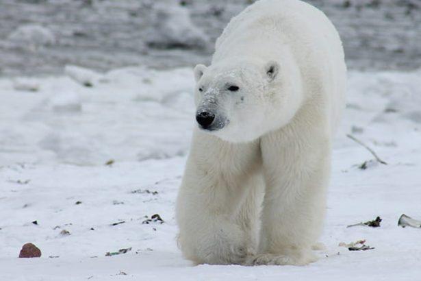 Why we need to protect polar bears reading answers ?