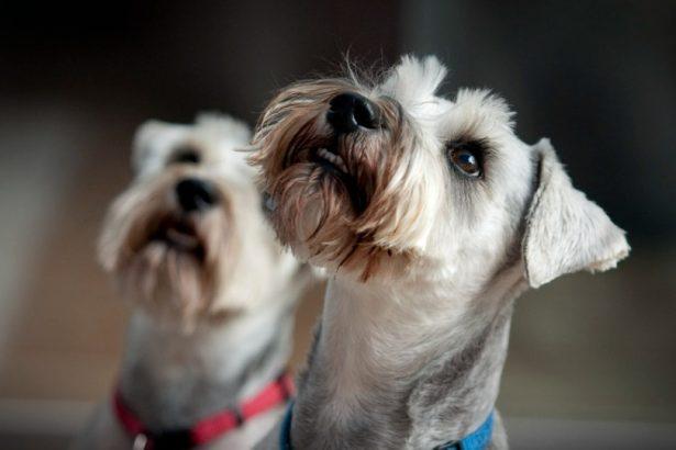 Why schnauzers are the worst dogs?