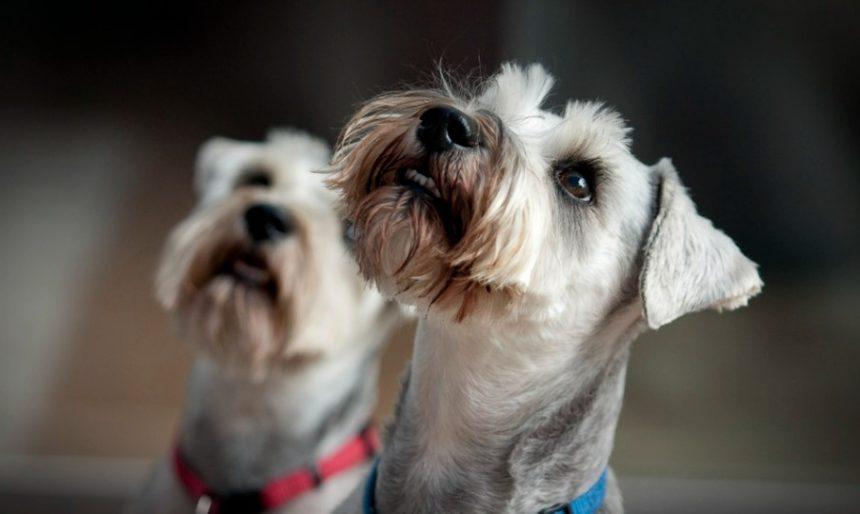 Why schnauzers are the worst dogs?