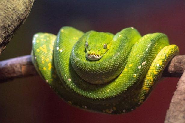 What will be the output of the following python code?