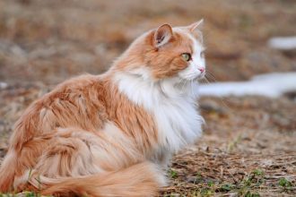 How Long Are Cats Pregnant
