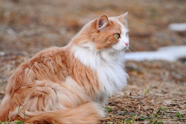 How Long Are Cats Pregnant