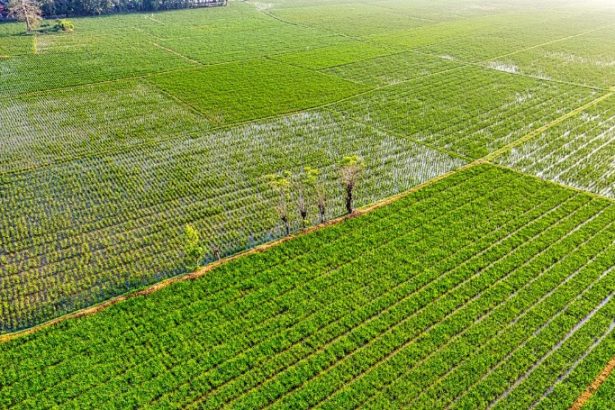10 Best Agriculture Stocks for 2024