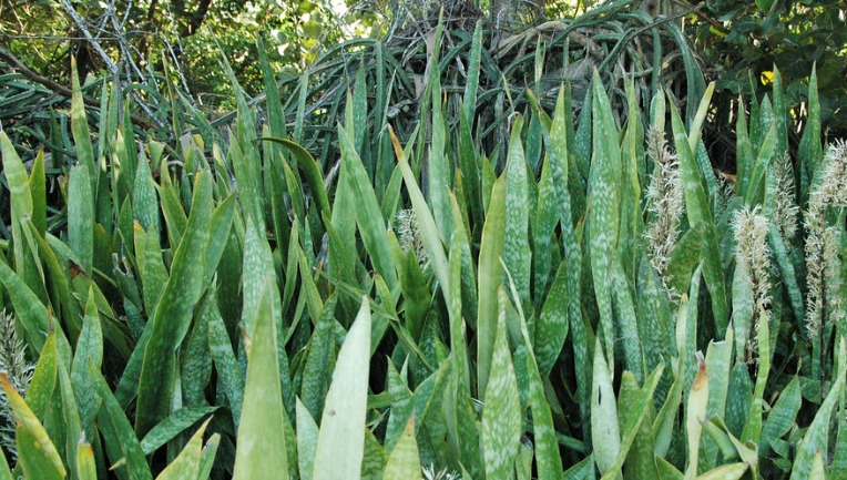 1. Snake Plant (Sansevieria) (Best House Plants)