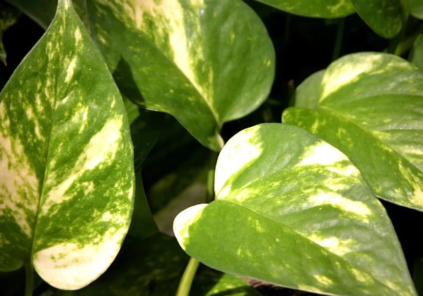 2. Pothos (Epipremnum aureum)