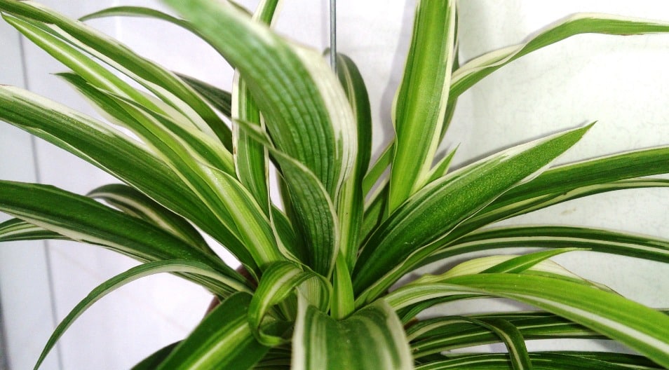 3. Spider Plant (Chlorophytum comosum)