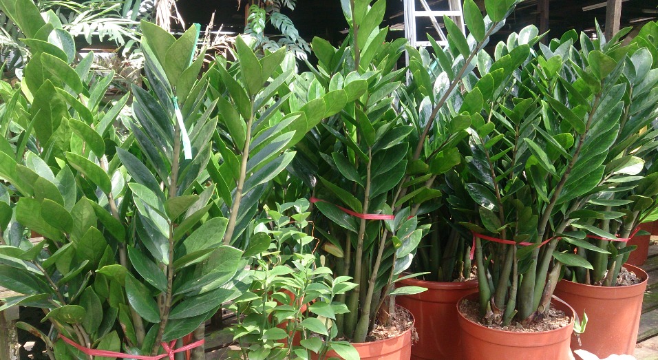 4. ZZ Plant (Zamioculcas zamiifolia)