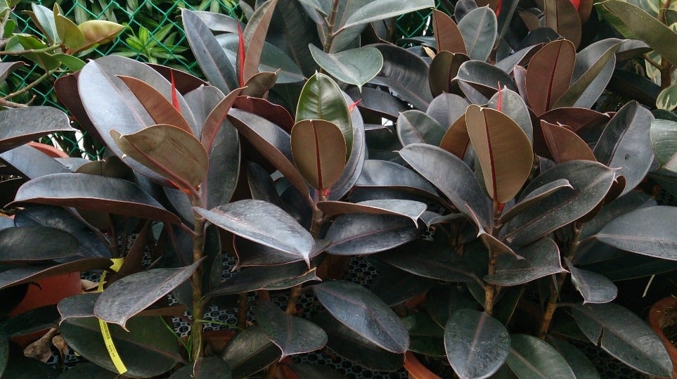 6. Rubber Plant (Ficus elastica)