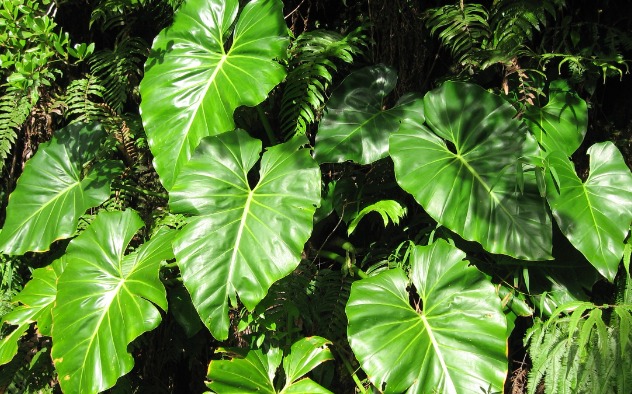 7. Philodendron