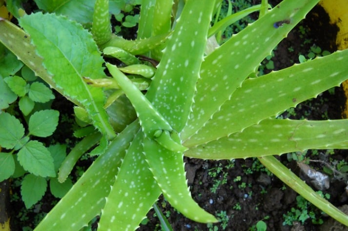 9. Aloe Vera