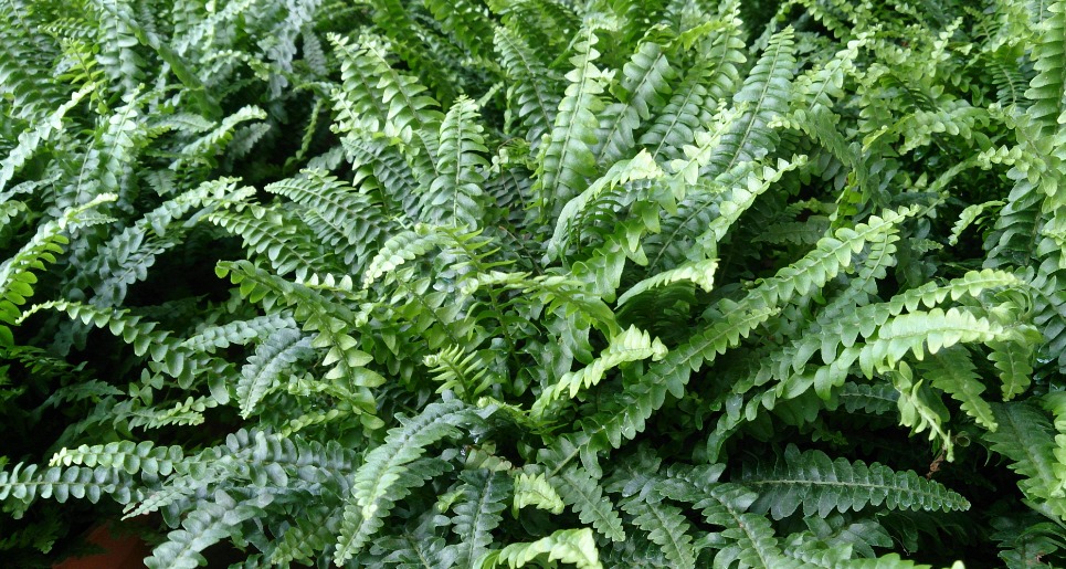 12. Boston Fern (Nephrolepis exaltata)