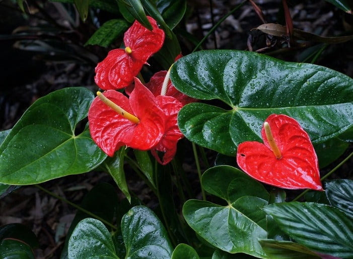 14. African Violet (Saintpaulia)