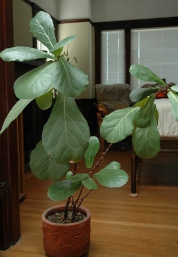16. Fiddle Leaf Fig (Ficus lyrata)