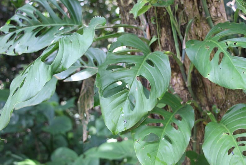 18. Swiss Cheese Plant (Monstera adansonii)