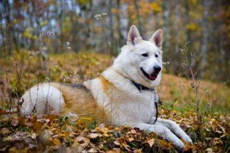what is a male dog called | Understanding Terminology and More