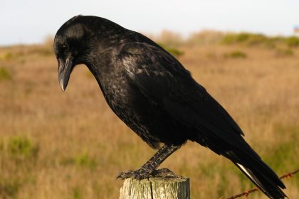 What Is The Collective Noun For A Group Of Crows? 