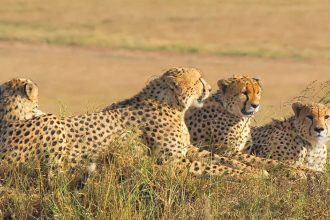 What Is A Group Of Cheetahs Called?