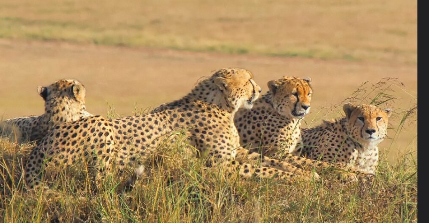 What Is A Group Of Cheetahs Called?