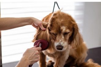 why grooming is important ?