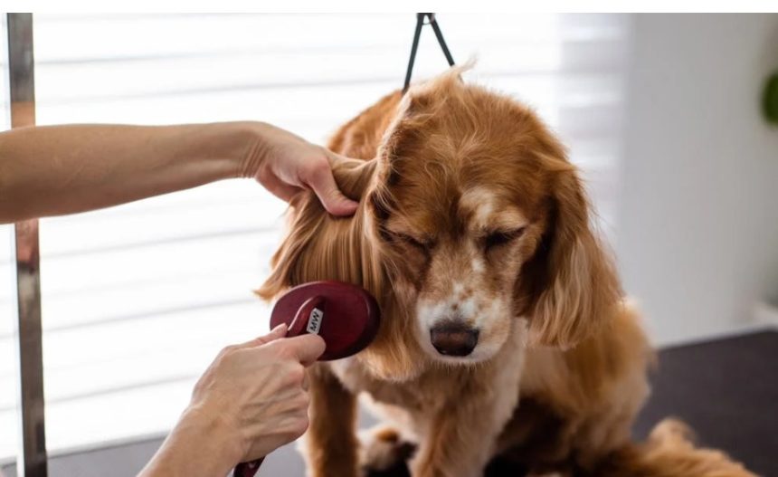 why grooming is important ?