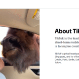 10 Top Methods To Gain TikTok Followers: Boost Your Audience