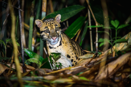 What Does a Clouded Leopard Eat? | Diet Facts