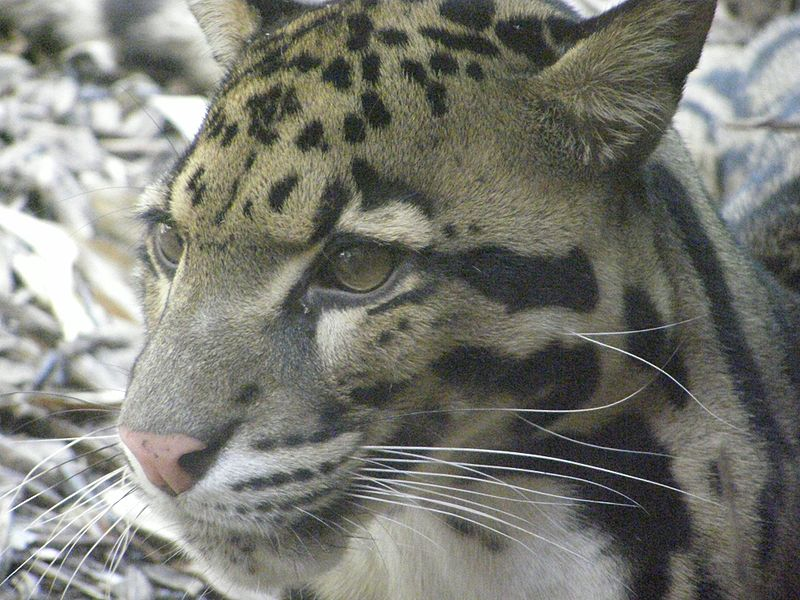 Ecological Role and Importance