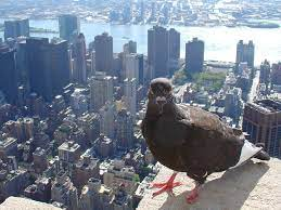 Humans of New York
