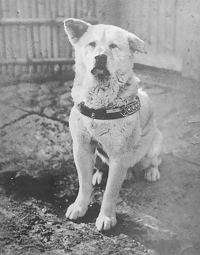 The Story of Hachiko: A Symbol of Loyalty
