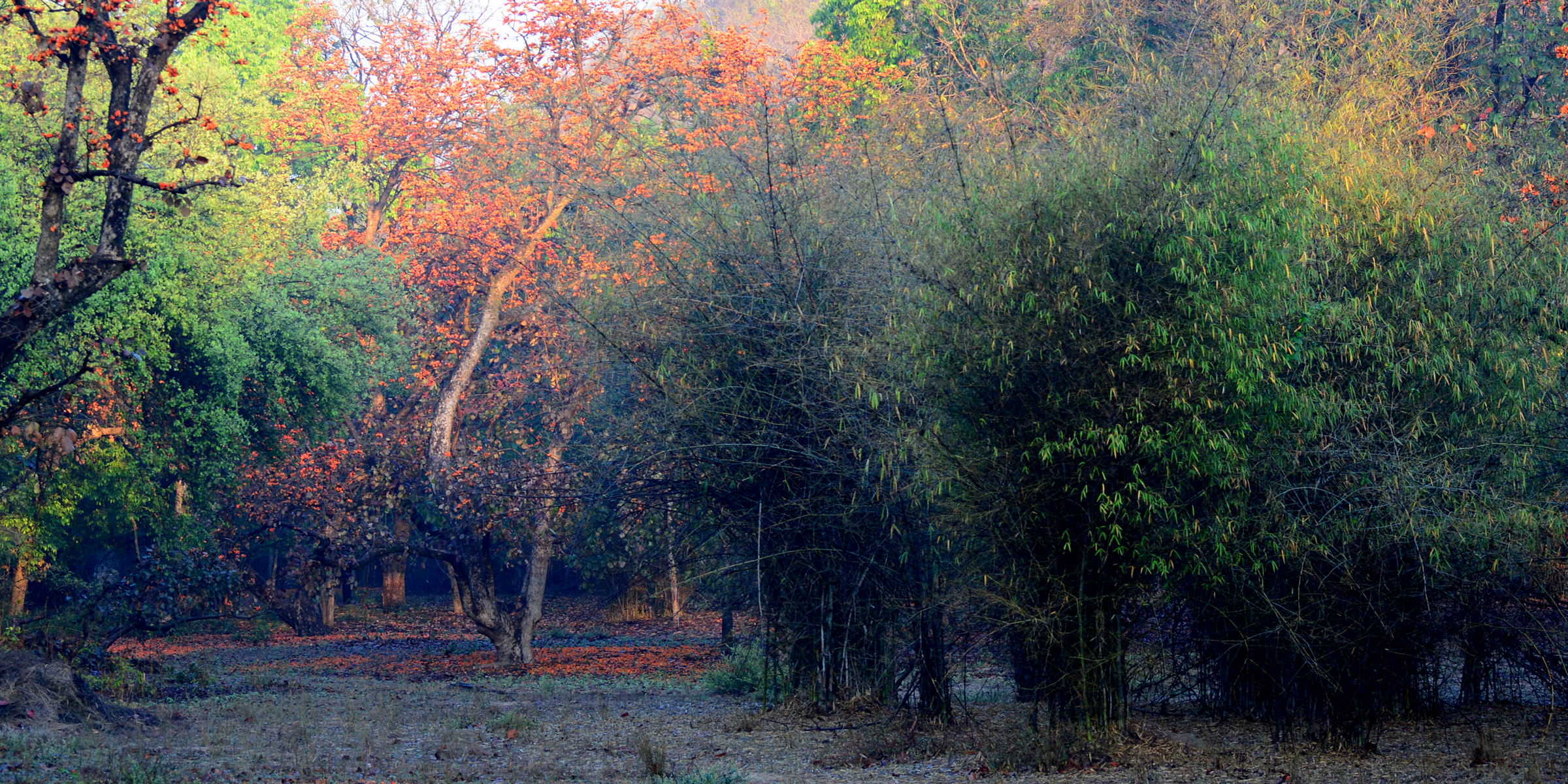 Bandhavgarh National Park