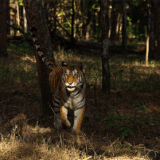 10 Best National Parks Experience : Top Wildlife & Nature Destinations